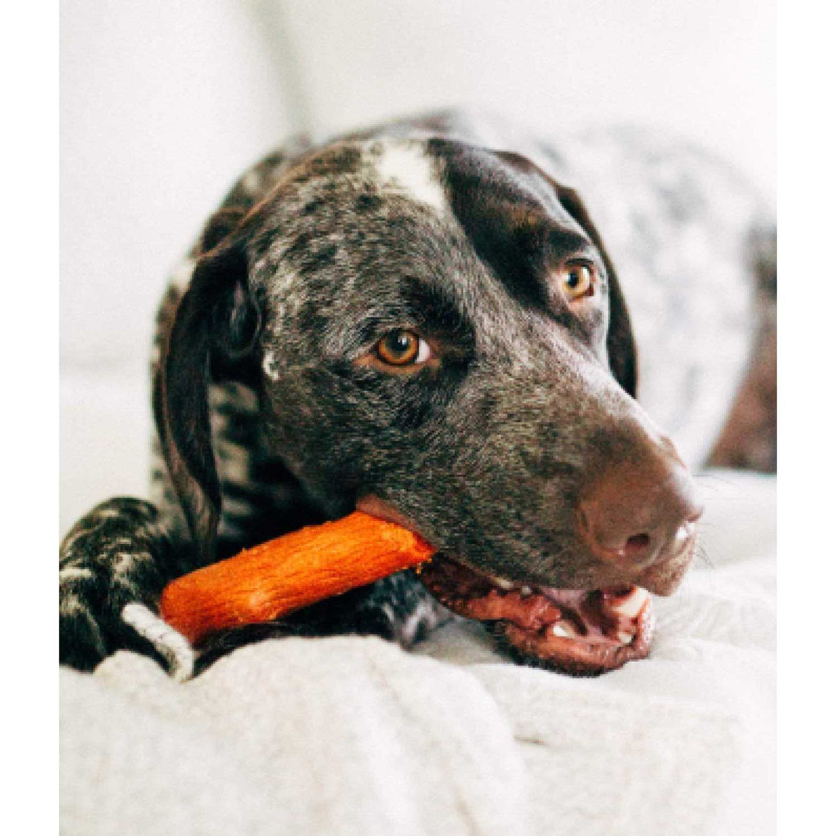 Dog Chew Toy B99300